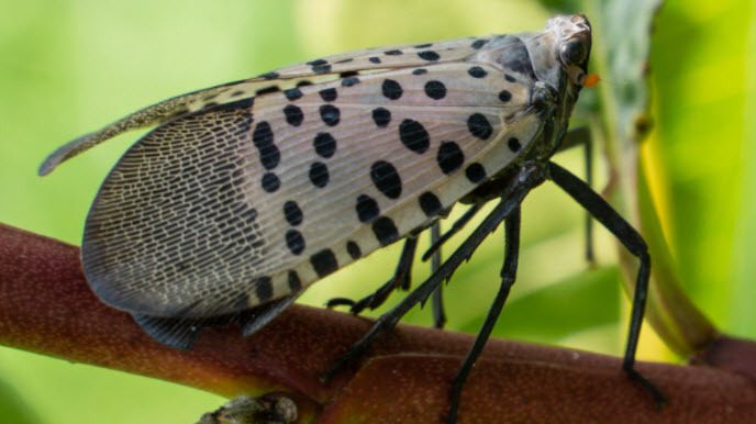 Invasive Species Alert - Spotted Lanternfly | Old Bridge Township