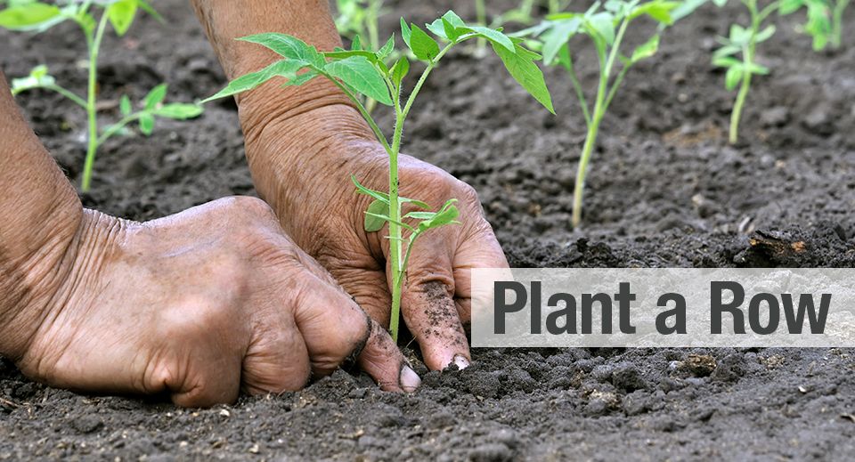 Hands in Garden